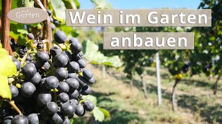 Wein anbauen Eine Weinrebe pflanzen  MDR [upl. by Diarmit257]