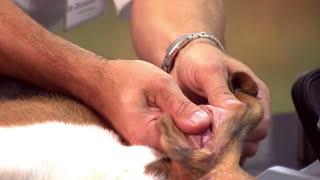 Blutgewinnung bei Hund und Katze  Drmedvet Zeugswetter VetMedUni Vienna [upl. by Okier535]