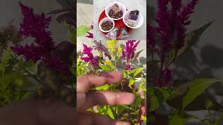 Celosia flower  celosia plant in summer shorts gardening viral [upl. by Sokem]