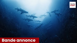 Océan Odyssée  bande annonce  Animaux [upl. by Crabb]