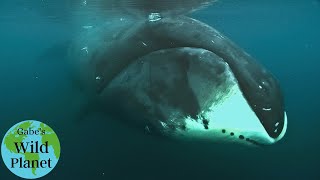 The Bowhead Whale An arctic resident with a long lifespan [upl. by Arhaz]