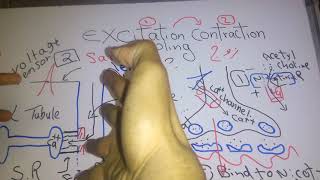 Skeletal muscle new system Excitation contraction coupling dr mohamed fayez [upl. by Irabaj]