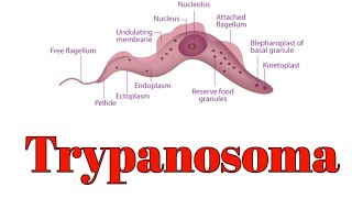 Trypanosoma classification and morphology [upl. by Solis842]