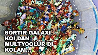 SORTIR CUPANG GALAXI KOI DAN MULTYCOLUR DI KOLAM [upl. by Ahsinar]