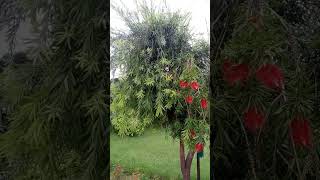 Callistemon spp  Bottle brush  Myrtaceae [upl. by Karoly908]