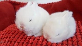 The Cutest White Baby Bunnies [upl. by Eissej452]