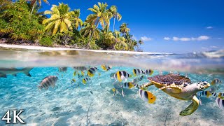 11 HOURS Stunning 4K Underwater footage  Music  quotTahiti Reef Relaxationquot Ambient Nature Film [upl. by Vergos]