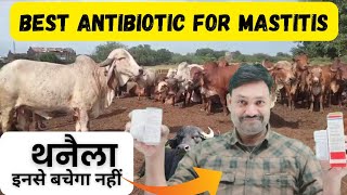 अच्छे का चयन Best Antibiotic Treatment for Mastitis in cows Buffalo [upl. by Quintina]