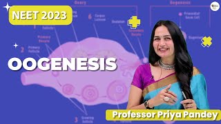 Oogenesis Class 12  NEET 2023  Priya Pandey Mam  neetbiology [upl. by Dor]