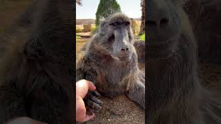 Cindy the Baboon is so adorable when she talks to me 🥰😍 baboon animallover cuteanimals farmlife [upl. by Ikik]