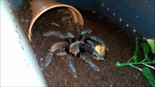 Acanthoscurria geniculata and Sericopelma sp El Cope feeding [upl. by Libys185]