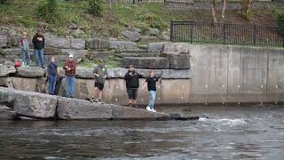 Salmon jumped at Salmon River Pulaski NY Salmon Run 2024 [upl. by Duleba]