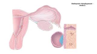 Embryonic development  week 1 and 2 [upl. by Aytac]