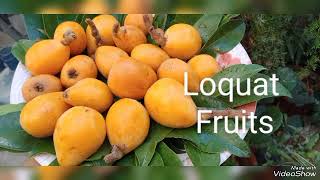 Grow loquat from seedscollect loquat seedshealth benefits of loquat treeUrdu Hindi [upl. by Spielman307]