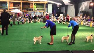 2013 Pug Dog Club of America National Specialty [upl. by Richey943]