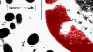 Euchromatin and heterochromatin [upl. by Avihs]