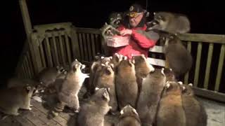 Man Feeds 30 Racoons With Hot Dogs [upl. by Ennail781]