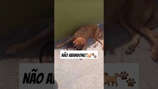 CACHORRA ENCONTRADA NA VIA ABANDONADA E FAMINTA 🐕🐾 cachorro abandono pets cao shorts animais [upl. by Nelleeus]