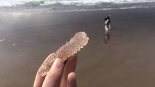 Pyrosomes on the Oregon Coast [upl. by Cleary]