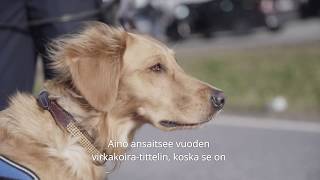 Vuoden tullikoira 2019 Aino [upl. by Chelsy400]