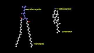 Lípidos y bicapa lipídica Biología molecular [upl. by Carmine]