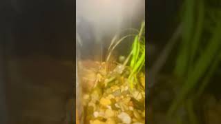 Bullied Dwarf Gourami After Salt Bath tornofffeelers [upl. by Salohcim778]