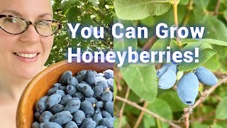 Start Berry Season a Whole MONTH Earlier All About Honeyberries [upl. by Hecht]