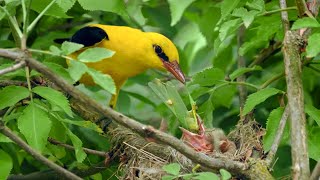 The Elusive European Golden Oriole Nesting in an Elder Shrub  Oriolus oriolus [upl. by Peih784]