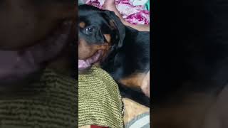 aggressive Rottweiler 4month oldrottwiller attitude [upl. by Lorusso]