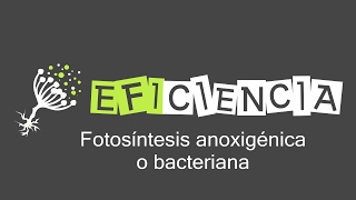 FOTOSÍNTESIS ANOXIGÉNICA O BACTERIANA [upl. by Ydeh]