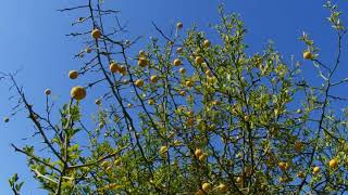 Poncirus Citrus trifoliata [upl. by Edythe]