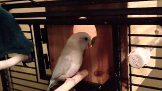 How Parrotlets find their nest  Koolaid amp Smokey [upl. by Damas16]