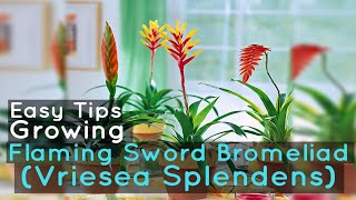 Growing Flaming Sword Bromeliad Vriesea Splendens Easy Tips [upl. by Thirzia]