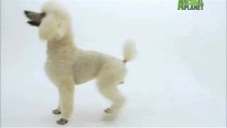 Dogs 101  Poodle [upl. by Anitsrihc]