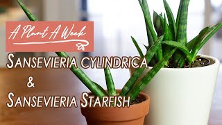 Sansevieria cylindrica amp Sansevieria Starfish Care  A Plant A Week [upl. by Inaffets]