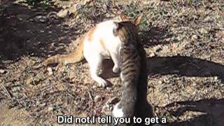 Aggressive cat defending his garden  Cat fight  Subtitle [upl. by Dlorag]