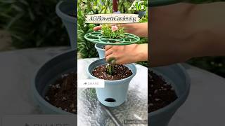 How to grow time full flower plant cutting🌷 shorts flowers shortsvideo youtubeshorts viralvideo [upl. by Llevel]