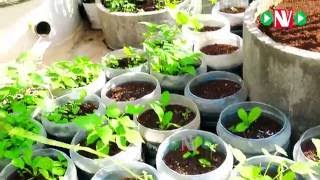 Make your own organic fertiliser for Terrace GardenHarish Mysore 5 [upl. by Aufmann]