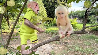 Bibi takes the poor monkey baby to experience fruit harvesting at the farm [upl. by Nahsor]