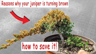 Juniper bonsai turning brown how to save it check if its still alive [upl. by Ahsercul]