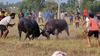 Bullfights Goa  Traditional Dhirio Sport  Goan Dhirio Sport [upl. by Teraj345]