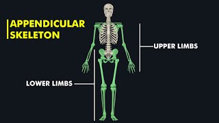 Appendicular skeleton Anatomy amp Physiology 3d animation [upl. by Alrick]