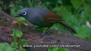 SUNDA LAUGHINGTHRUSH Borneo [upl. by Eilagam]