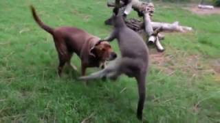 Kangaroo vs Dog [upl. by Kenimod]