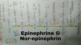 Tyrosine to Epinephrine amp Nor  Epinephrine  Biochemistry amp Pharmacology [upl. by Leira925]