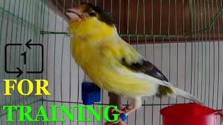 For training Canary singing Russian singer canary singing Canto de canario bird sounds [upl. by Wons]