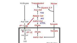 Lipolyse Oxydation Lipoprotéines partie 2 [upl. by Rodgiva877]