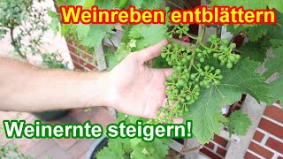 WICHTIG  Weinreben entblättern amp entlauben  Warum du Wein ausdünnen musst [upl. by Moia639]