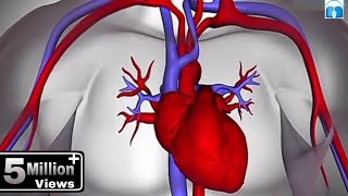 हृदय कैसे कार्य करता है How the Heart Works in Hindi [upl. by Nosloc]