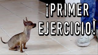 El PRIMER ENTRENAMIENTO de un perro CACHORRO  MartGon [upl. by Lesak57]